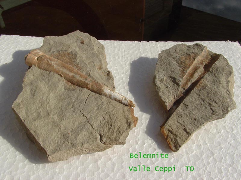 Un fossile di belemnite